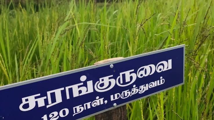 Surak Kuruvai – Traditional Rice Variety