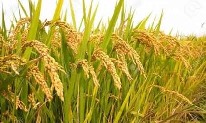 Mysore Malli Rice – Traditional Rice Variety