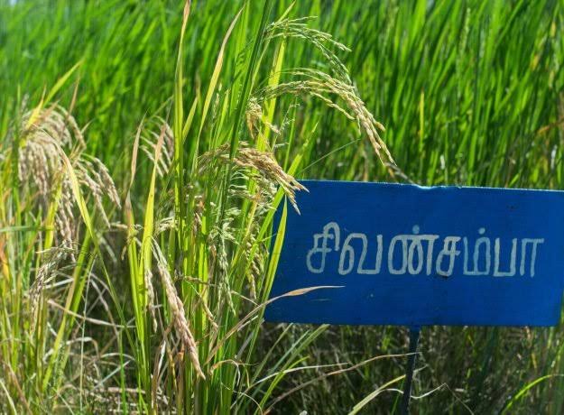 Sivan Samba Rice – Traditional Tamil Rice Variety | Quality Rice