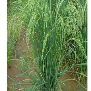 Seeraga Samba Rice – Traditional South Indian Rice Variety
